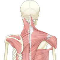 頭部から背中の解剖図