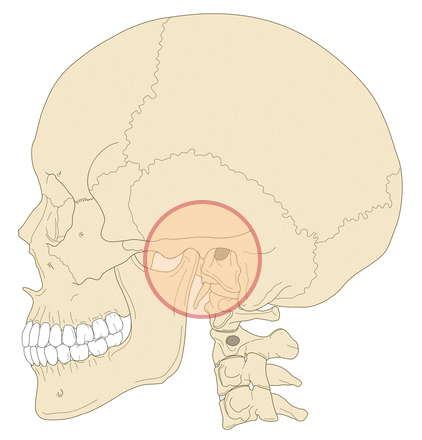 頭蓋骨_横_顎関節